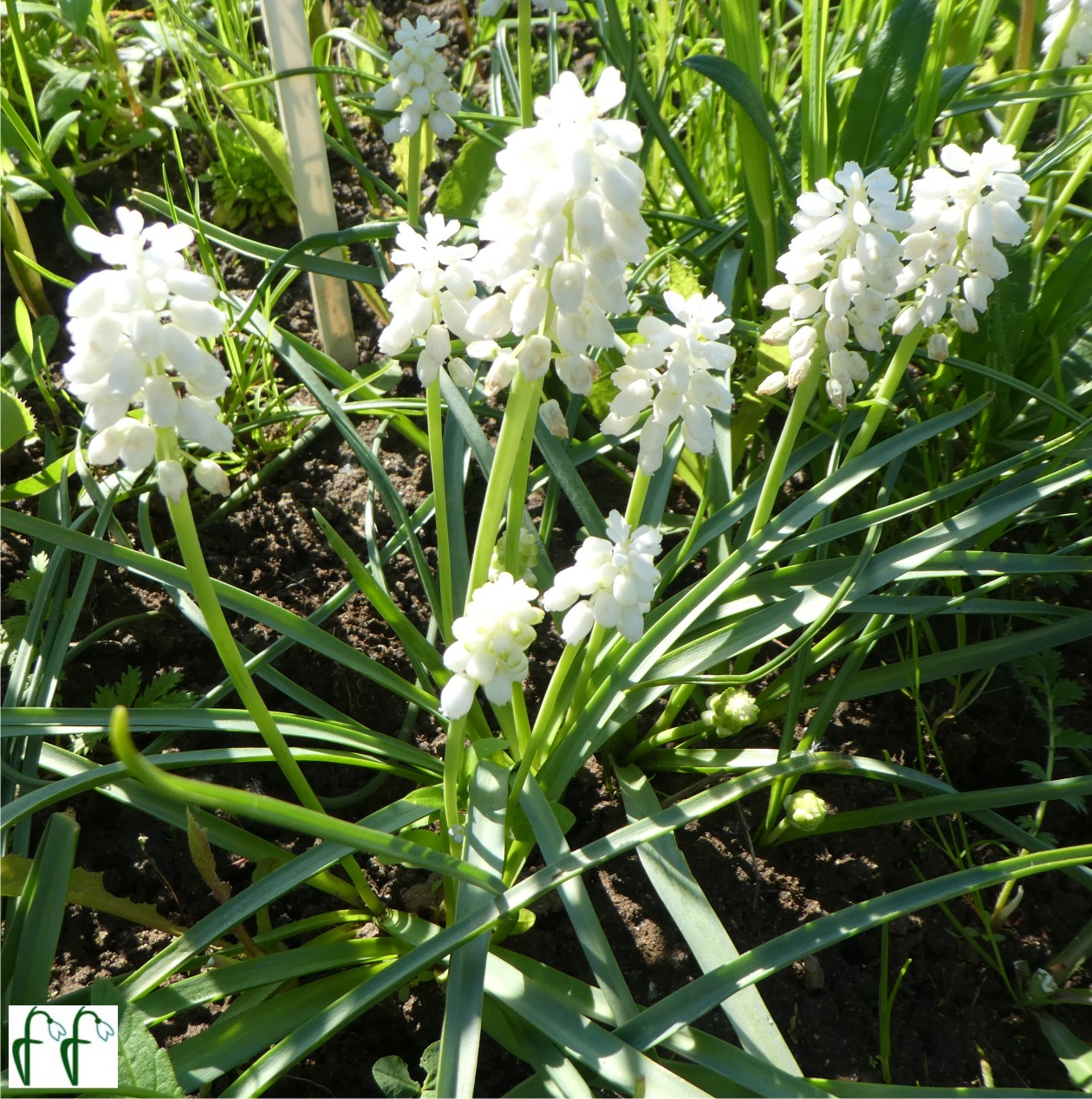 Каталог — Мускари White Magic (Muscari aucheri White Magic) купить саженцы,  семена и луковицы.